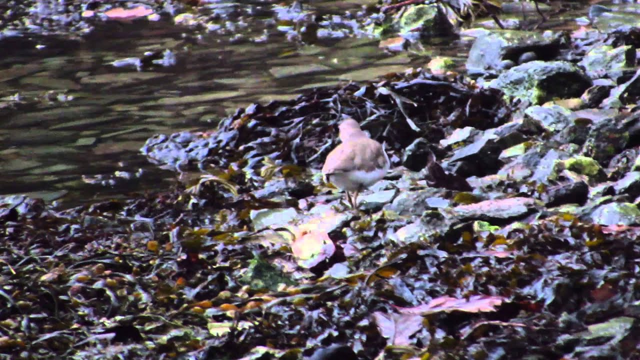 Sandpiper Budock Vean, Helston river 1