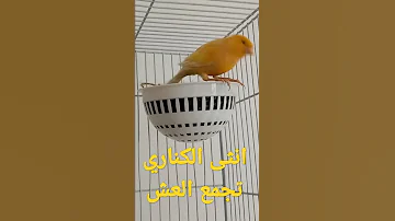 انثى الكناري جاهزة تجمع العش 