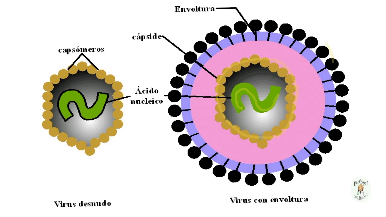 Find viruses