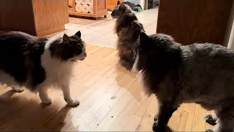 Watch the video about Tensions At Breakfast Catio Chat Vlog #mainecoons #catvlogs #polydactylcat #catvlog