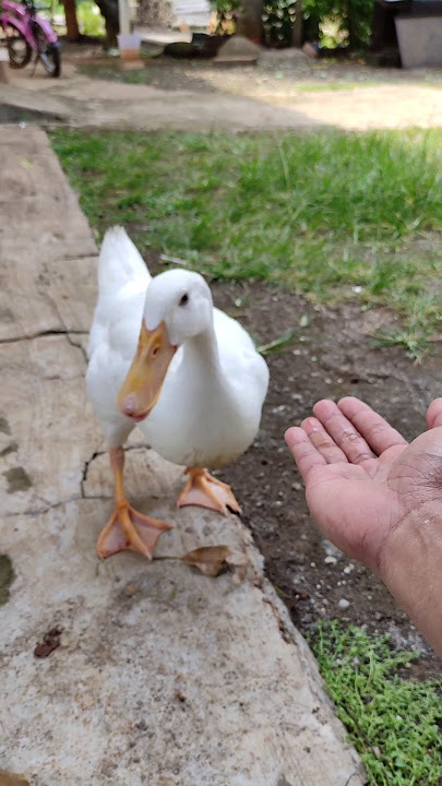 memberi makan bebek putih lucu #shortvideo #duck #bebek