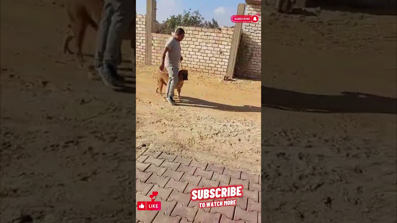 أوامر صباحيه  