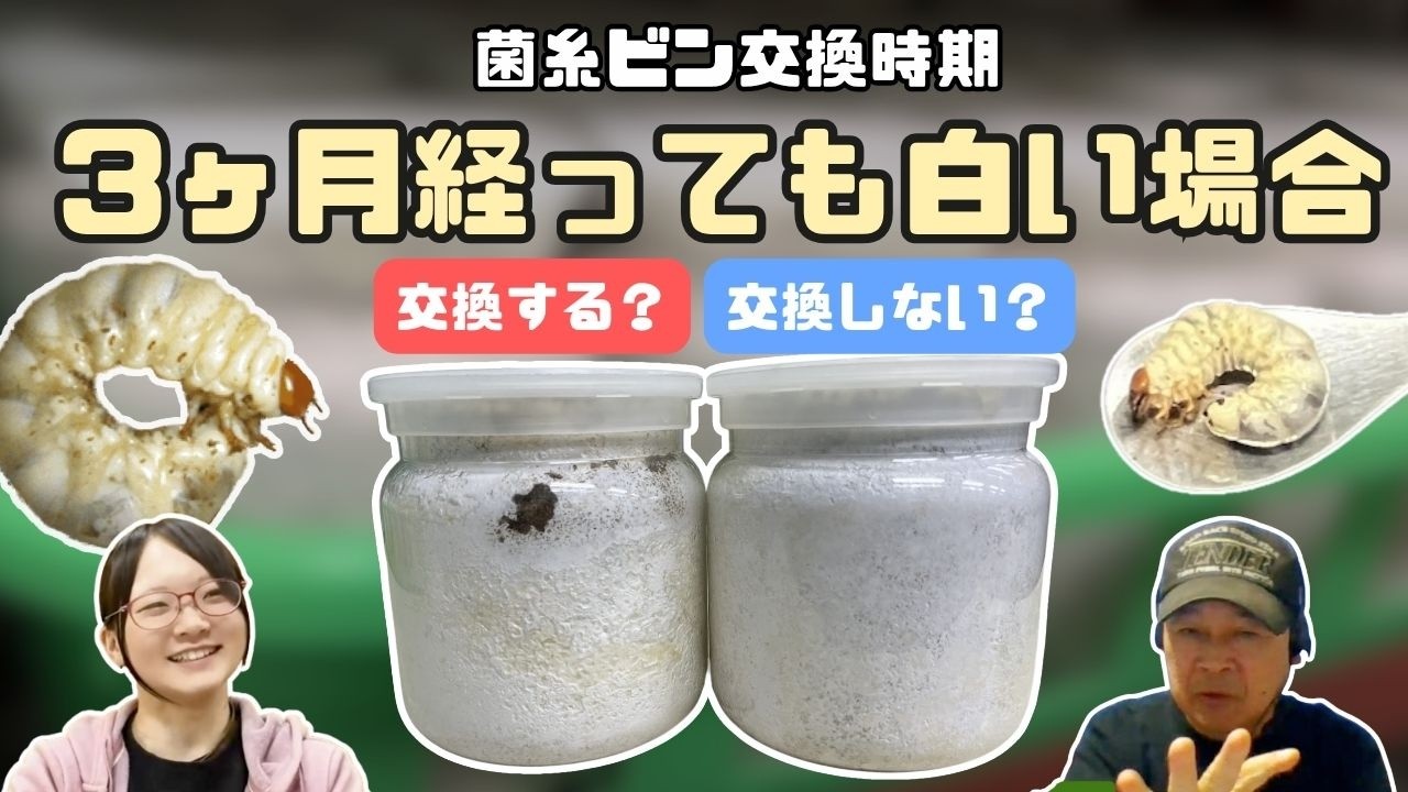 古い味がある置きどこ 菌糸ビン交換目安の3ヶ月経ったけど食痕がなくて白い場合、交換する