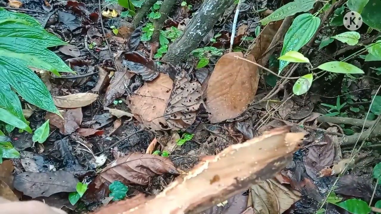 PENGAWET NIRA ALAMI DAN TETESAN TUAK MANIS