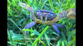 Mr. Crab And Mr. Turtle Movie.wmv