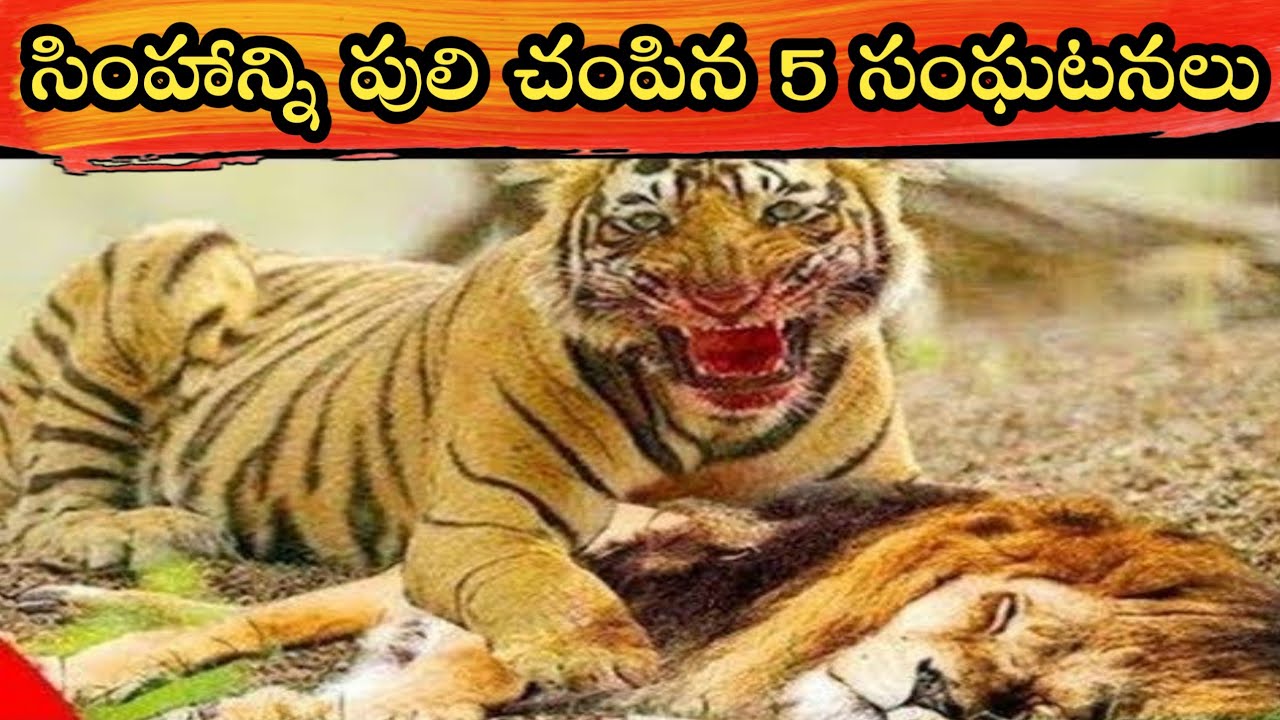 5 Incidents Where A Tiger Killed Lion Tiger Killed Lion Unique