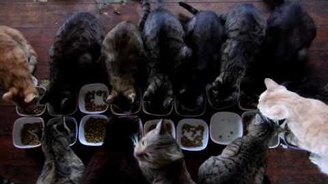 「恋人たちの食卓」、という映画がございましたな。人々が一斉に食卓を囲む、その「華やぎ」は、やはり、悪くないものだ。