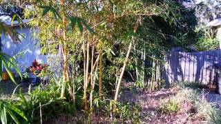 Sun and Wind through the Bamboo