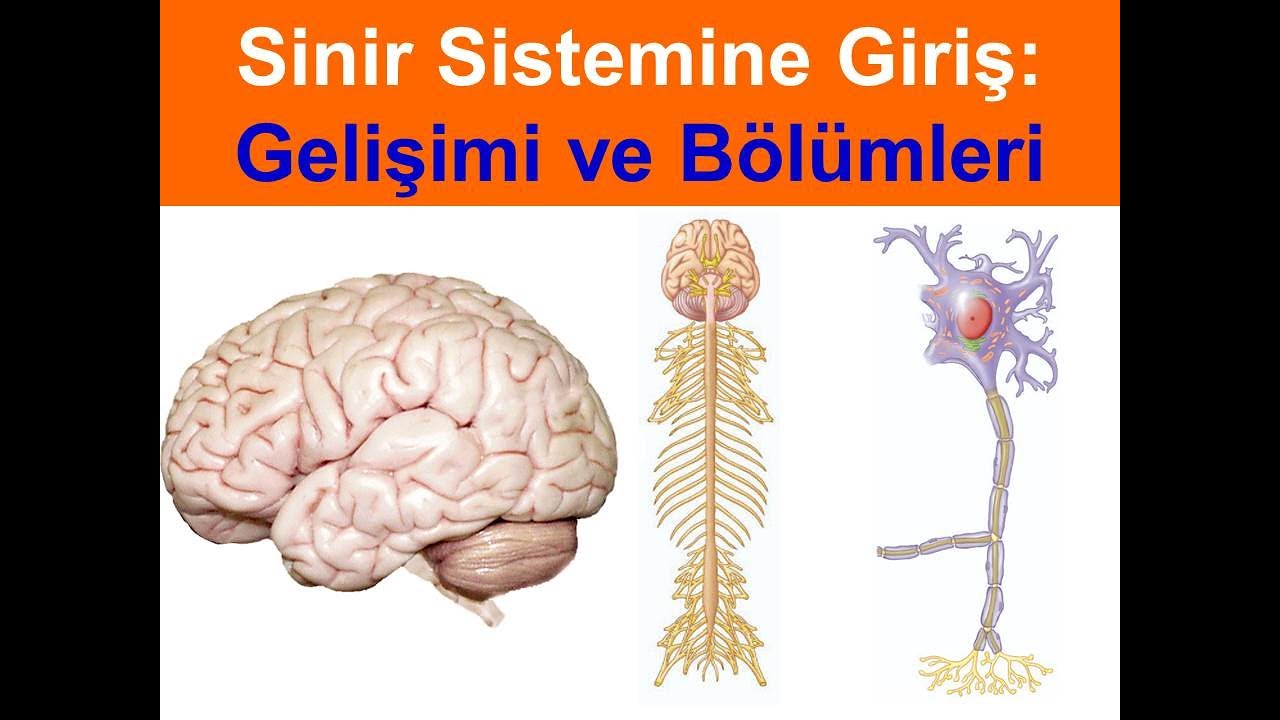 Sinir Sistemine Giriş:  Gelişimi ve Bölümleri (Mesencephalon, Prosencephalon  YAYDAR