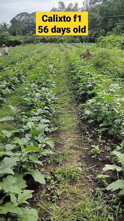 56 DAT CALIXTO F1 #eggplant #talong #calixto #bumberongfarmertv