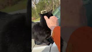 Coolest Kitty Cat Ever