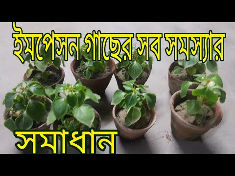 ভিডিও: নোলিনা, গাছের বৃদ্ধি এবং যত্নশীল