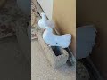 #comedymemes #birds #ekmotahathighumechala