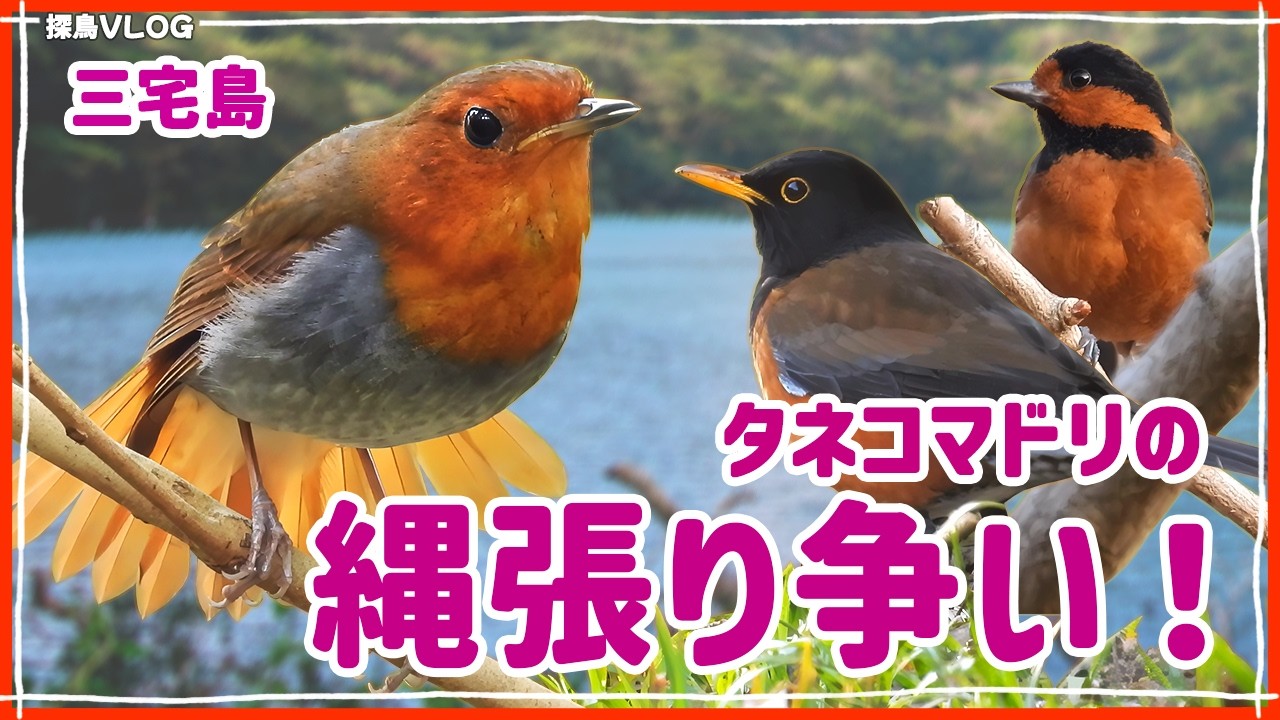 タネコマドリの縄張り喧嘩！？】三宅島1泊2日の旅！《野鳥撮影vlog