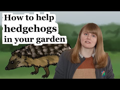 Vídeo: O que atrairá ouriços - Como atrair ouriços para jardins