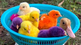 Menangkap Ayam lucu, Ayam warna warni, Ayam rainbow, Bebek,Angsa, kucing, Ikan, Ikan Cupang