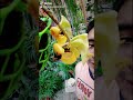 Polinización de la orquídea Coryanthes macrantha 🐝