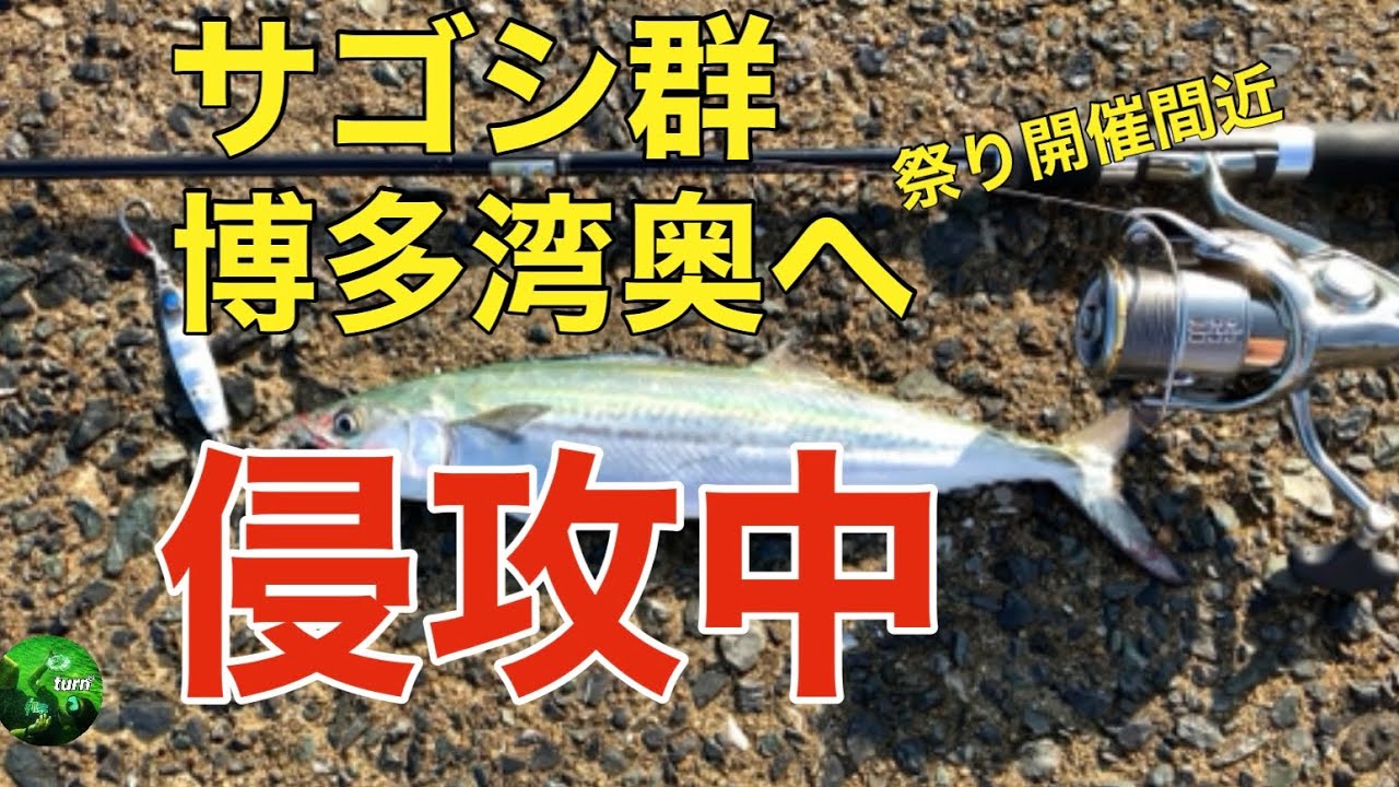 【博多湾】内でも【サゴシ】祭り開幕？　サゴシ群、博多湾奥へ侵攻中！#サゴシ　#シーバス