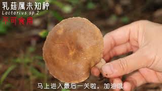 什么样的乳菇可以吃？生存挑战游戏，但是采蘑菇版！试试就逝世？ #蘑菇 #野生菌  #采蘑菇 #乳菇 #科普知识