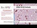 Bio sb  2022 new apoe4 antibody for ihc