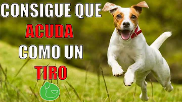 ¿Cómo se consigue que un perro venga cuando se le llama?