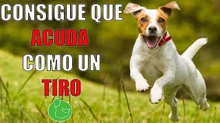 Cómo HACER que mi PERRO VENGA CUANDO lo LLAMO (Llamado Infalible)