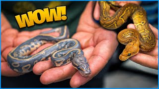 These Snakes Are unreal ! Check out what’s to come !