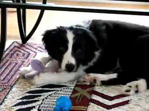 Border Collie Jesse James #1 Day at the Dog Park