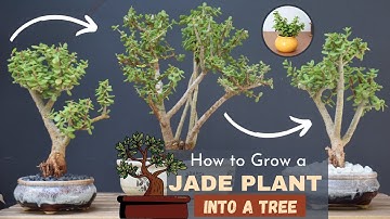 How to Grow a Jade Plant into a Tree