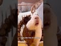 Why do guinea pigs squeak like this? #guineapig #animalfacts #petfacts #cuteanimals