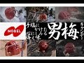 【ﾉｰﾍﾞﾙ】男梅キャンデー CM総集編 【全8種】