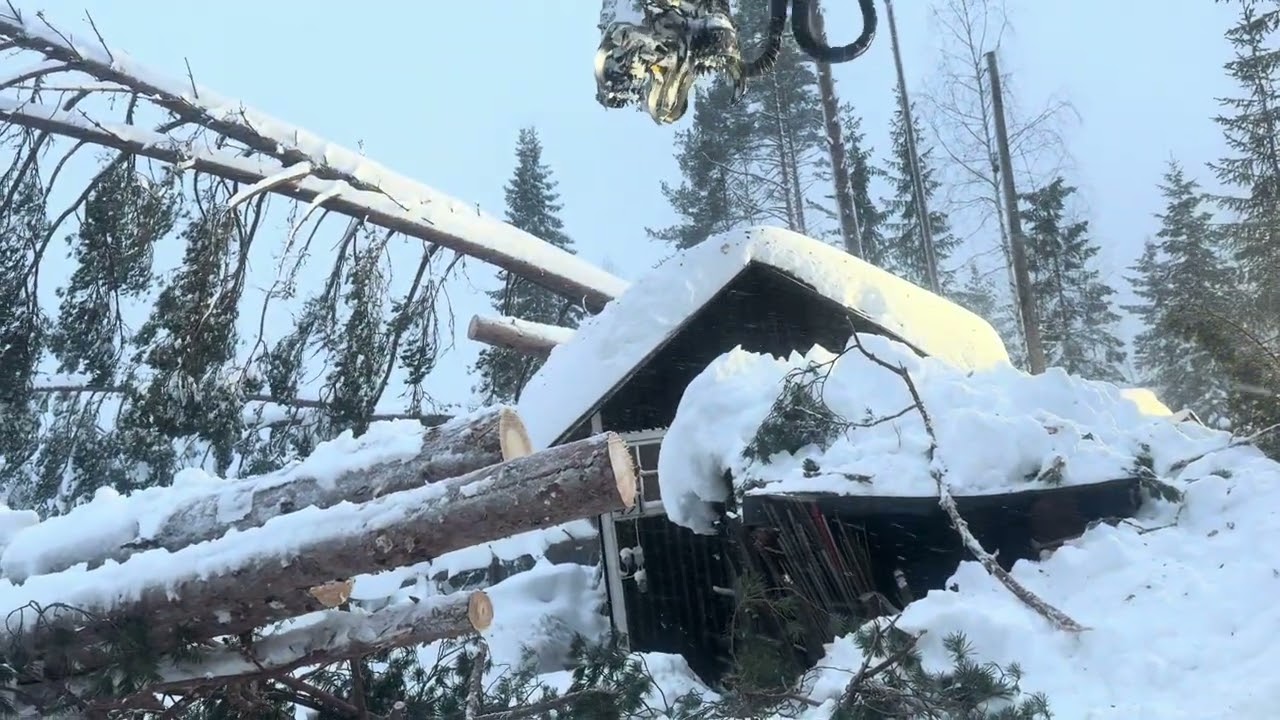 Ponsse skördare plockar träd från tak med en mästare bakom spakarna 