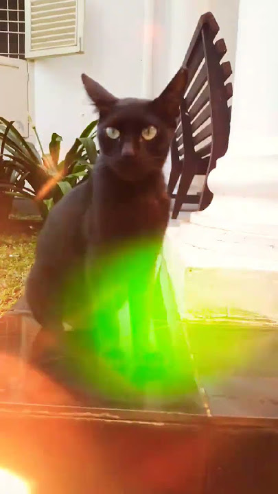 KUCING HITAM JEDAG JEDUG #kucing