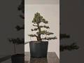 How to start a bonsai from a nursery pine🌲 #bonsai #nursery #stock #howto #diy #tutorial #wire #bend