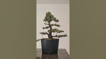 How to start a bonsai from a nursery pine🌲 #bonsai #nursery #stock #howto #diy #tutorial #wire #bend