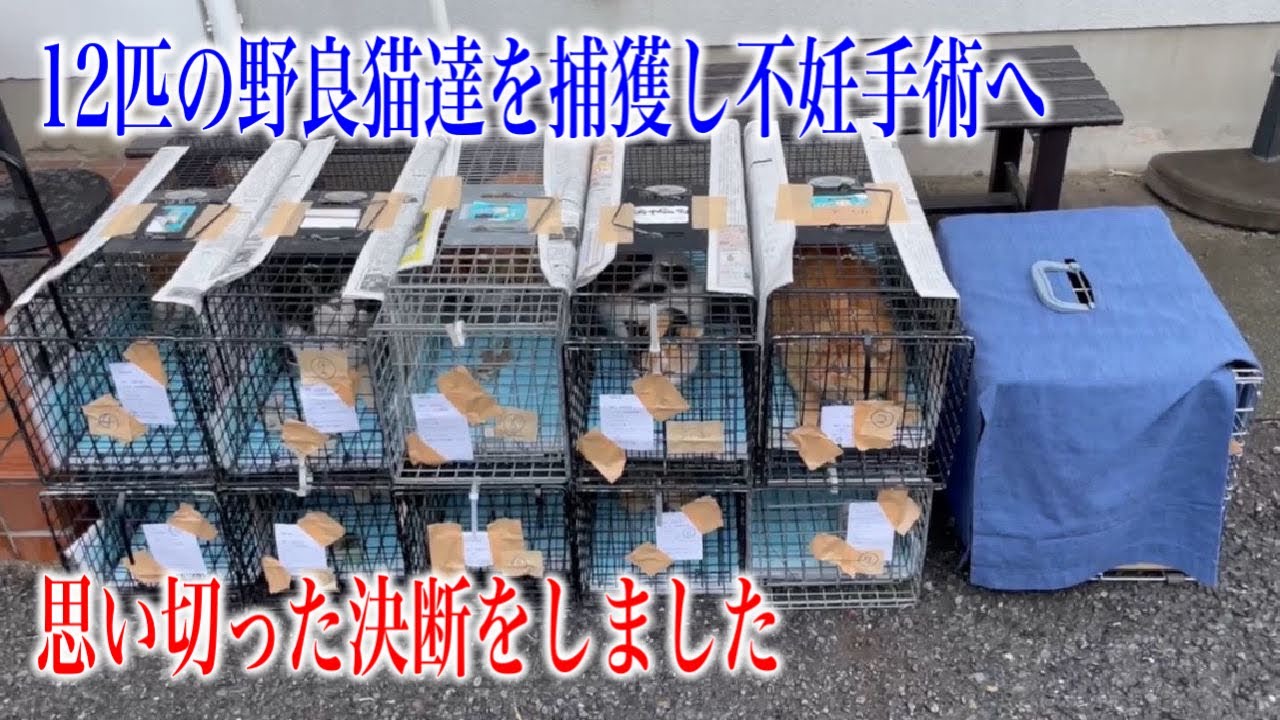 【決断】野良猫12匹を捕獲し不妊手術に出しました。そして決断した結果…【後編】