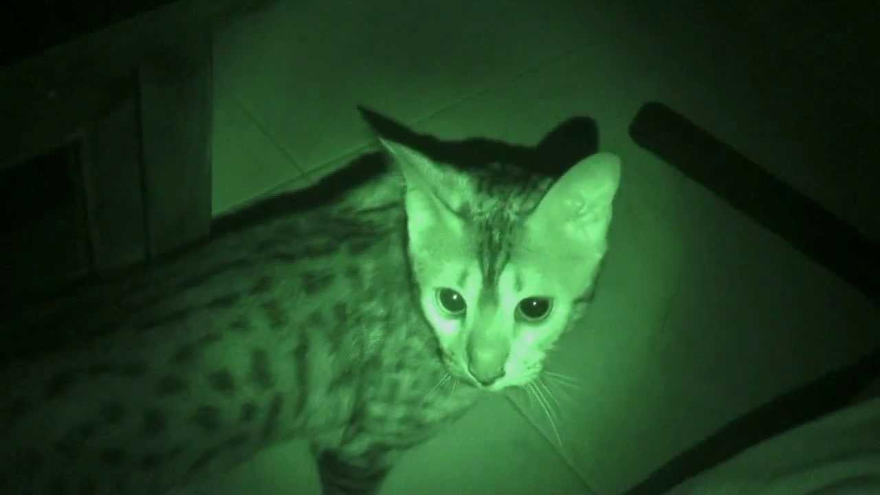 Orphée (Bengal cat Night vision) when the night comes... YouTube