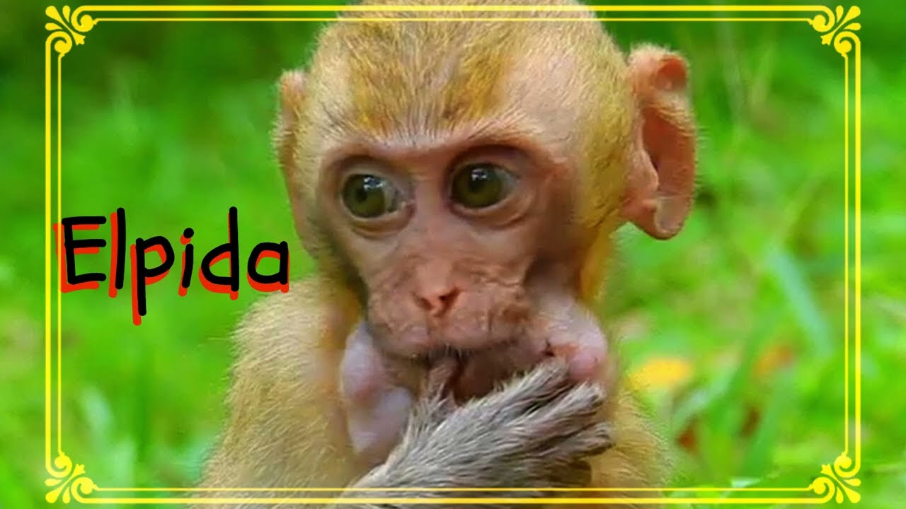 Элпида — Идеальный сценарий