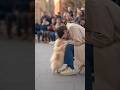 🐶❤️ These pups pick their person—and every reunion makes it obvious! #dog