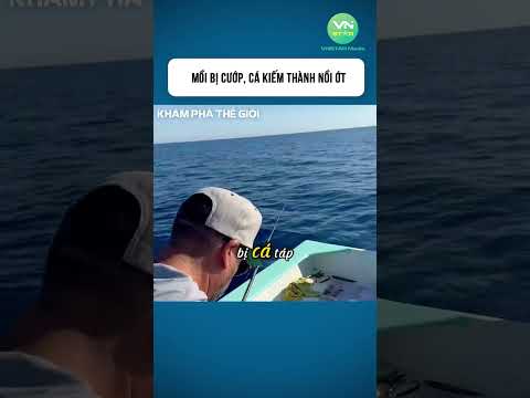 Mồi bị cướp, cá kiếm thành nồi ớt   #shorts #khamphathegioithuvi