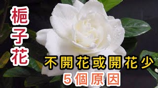 【天天小花農】梔子花不開花或開花少？這5個原因總有一個曾 ... 