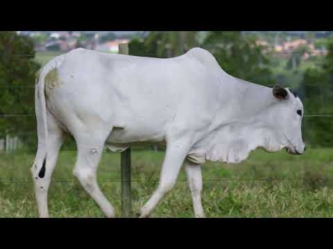 LOTE 009