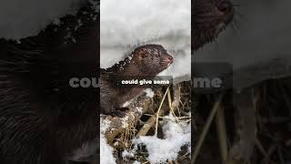 Minks: Wise Water Weasels