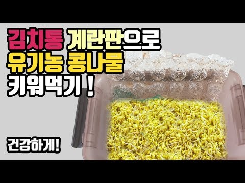 물안주고 집에서 콩나물 편하게 키우는방법 !! 아삭한 콩나물요리비법까지 !!｜How to grow bean sprout comfortably at home without water
