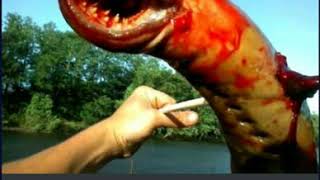 Strange and Weird Animals You Probably Didn't Know Exist | Wonderful Creatures by Iyaman TV 317 views 4 years ago 3 minutes, 51 seconds