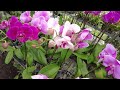 Orchids Greenhouse Tour from South Florida