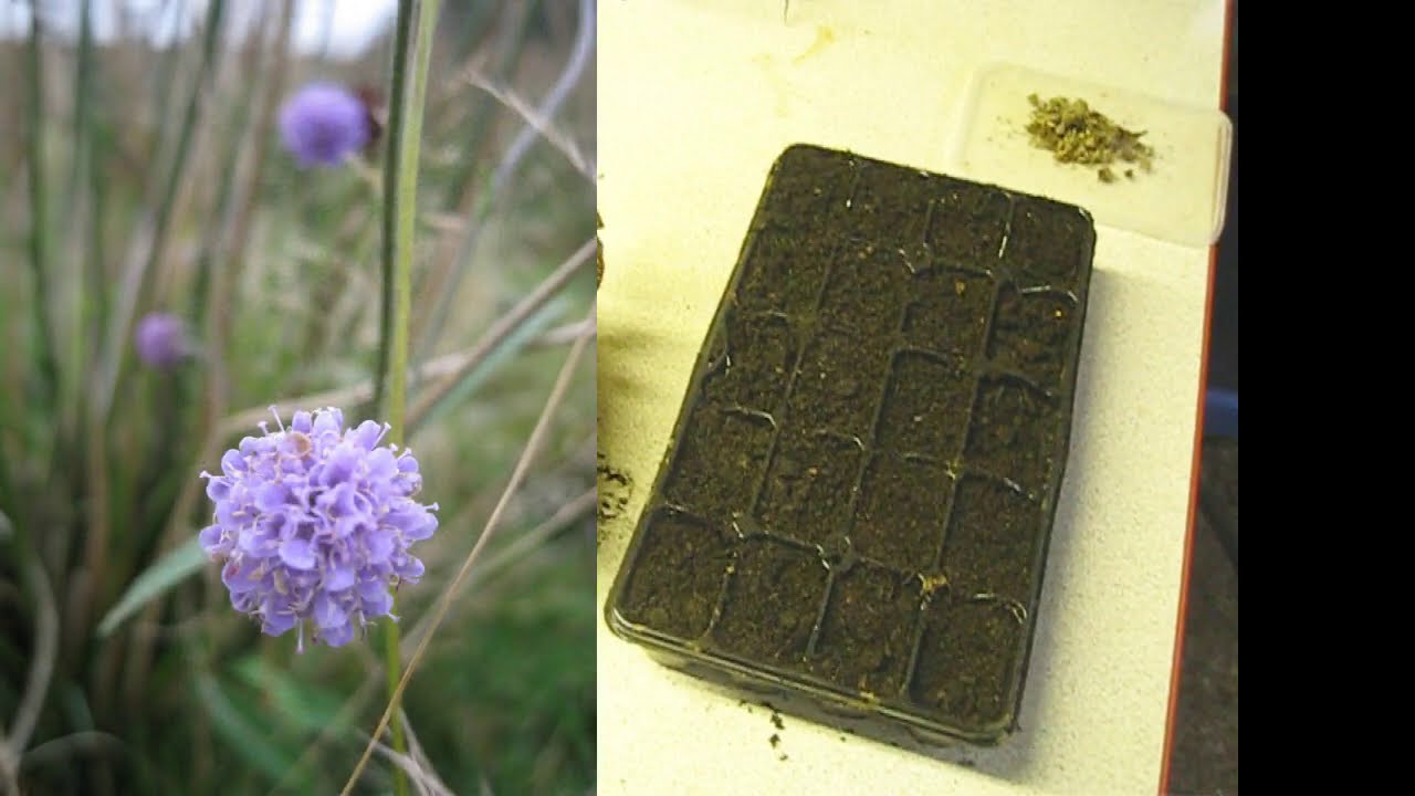 Butterfly conservation! Growing the 'Devils bit Scabious' to help the Marsh Fritillary butterfly