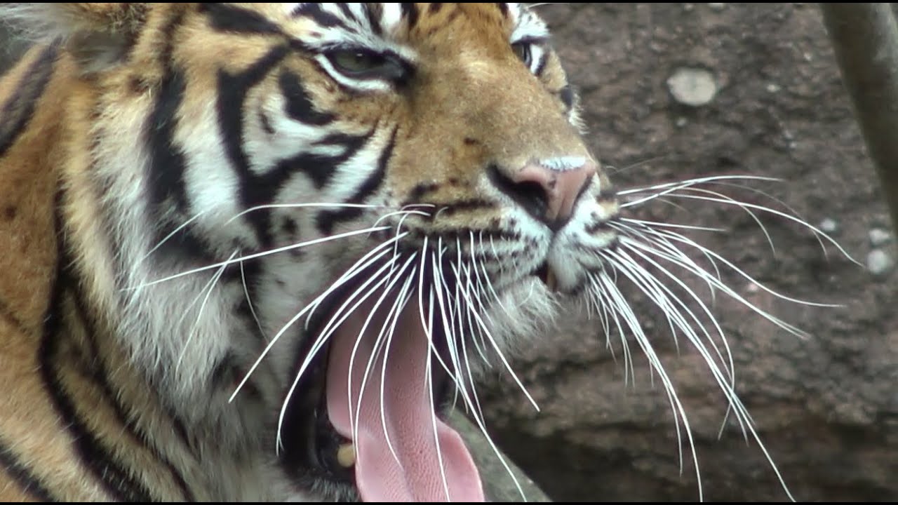 あくびをしている上野動物園の虎 スマトラトラ Youtube