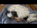 Amazing Dog Birth !! (Shih tzu)