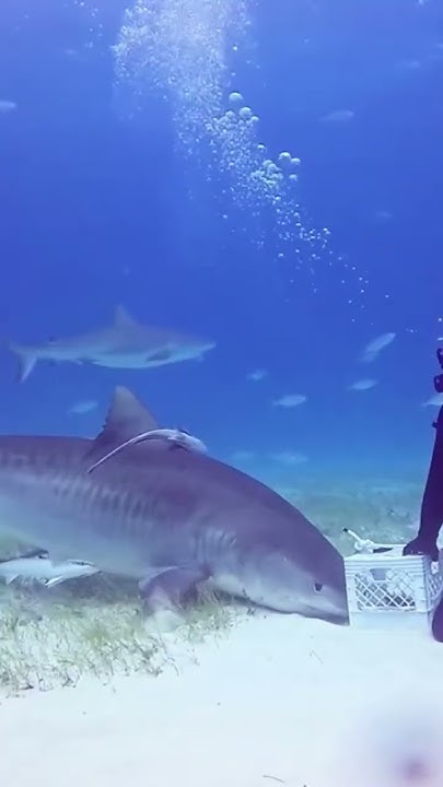 How To Deal With Shark While Diving #shorts - YouTube